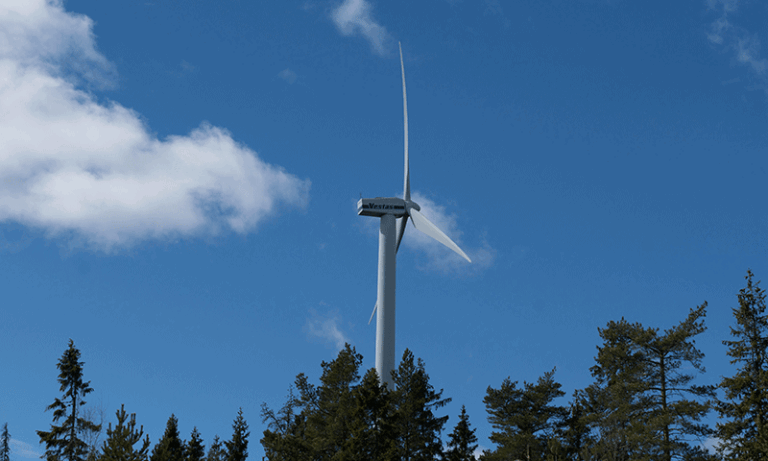 Vindsnurra över några grantoppar. Himlen bakom är blå.